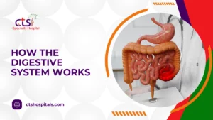 How the Digestive System Works