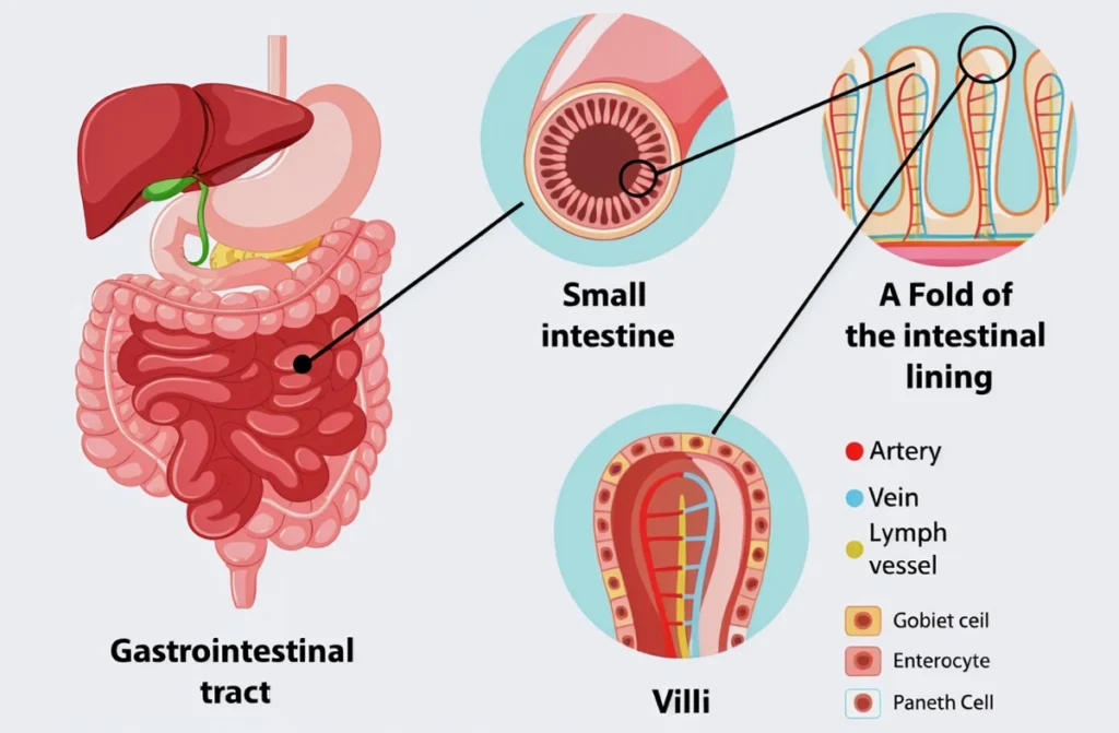 How the Digestive System Works