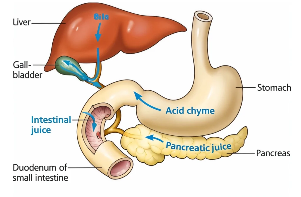 Digestive System of Liver