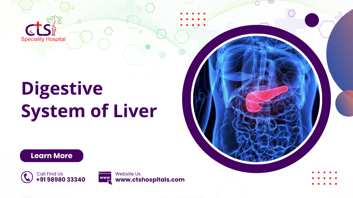Digestive System of Liver